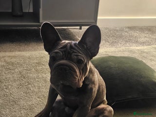 French Bulldog dogs Frenchie - Advert 2