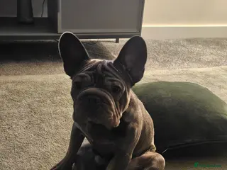 French Bulldog dogs Frenchie - Advert 6