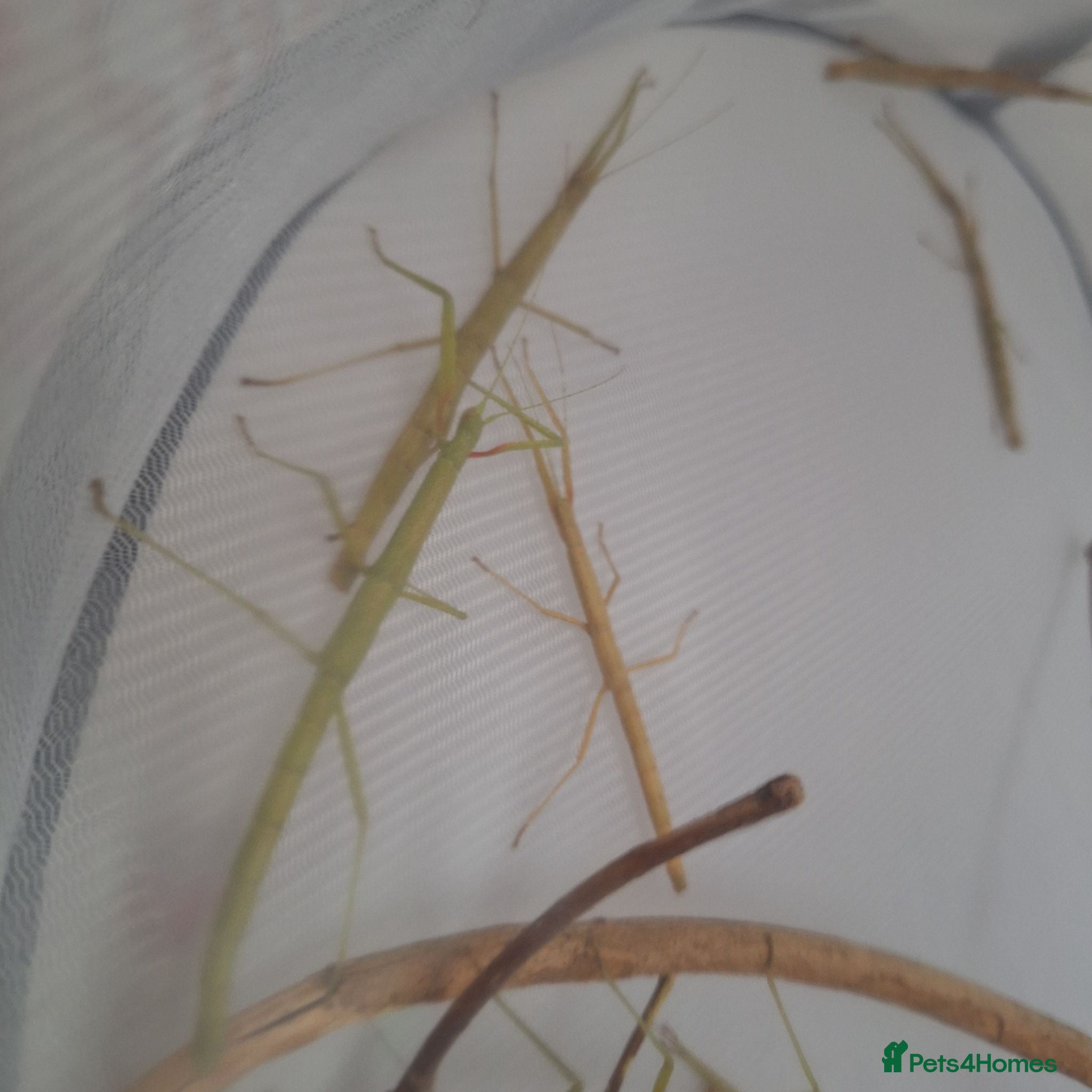 Stick Insects invertebrates Free indian stick insects - Advert 1