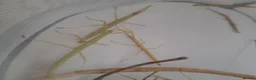 Stick Insects invertebrates for sale: Free indian stick insects in Forres - Advert 1