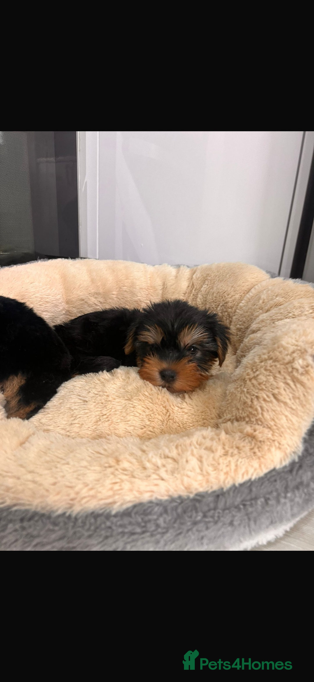 Yorkshire Terrier dogs for sale: Yorkshire terrier puppies  - Image 2