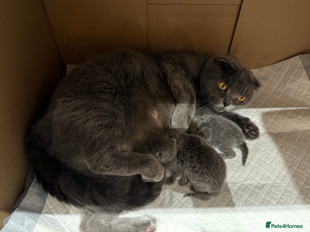 Scottish Fold cats for sale: Scottish fold  - Image 7