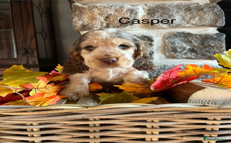 Cocker Spaniel dogs Exceptional KC registered Show Cocker Spaniels  - Advert 14