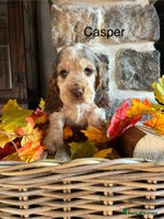 Cocker Spaniel dogs Exceptional KC registered Show Cocker Spaniels - Advert 2