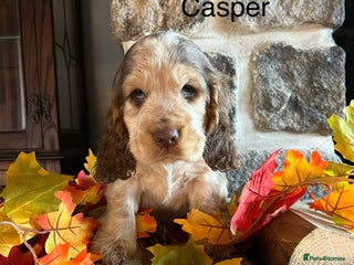 Cocker Spaniel dogs Exceptional KC registered Show Cocker Spaniels - Advert 3