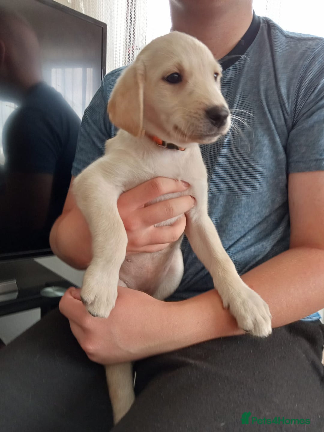Labrador Retriever dogs for sale: KC Registered Labrador Retriever Puppies in Ross-on-Wye - Image 37