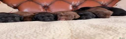 Cockerdor dogs for sale: Strong Chunky Cockerdor Puppies - Advert 8