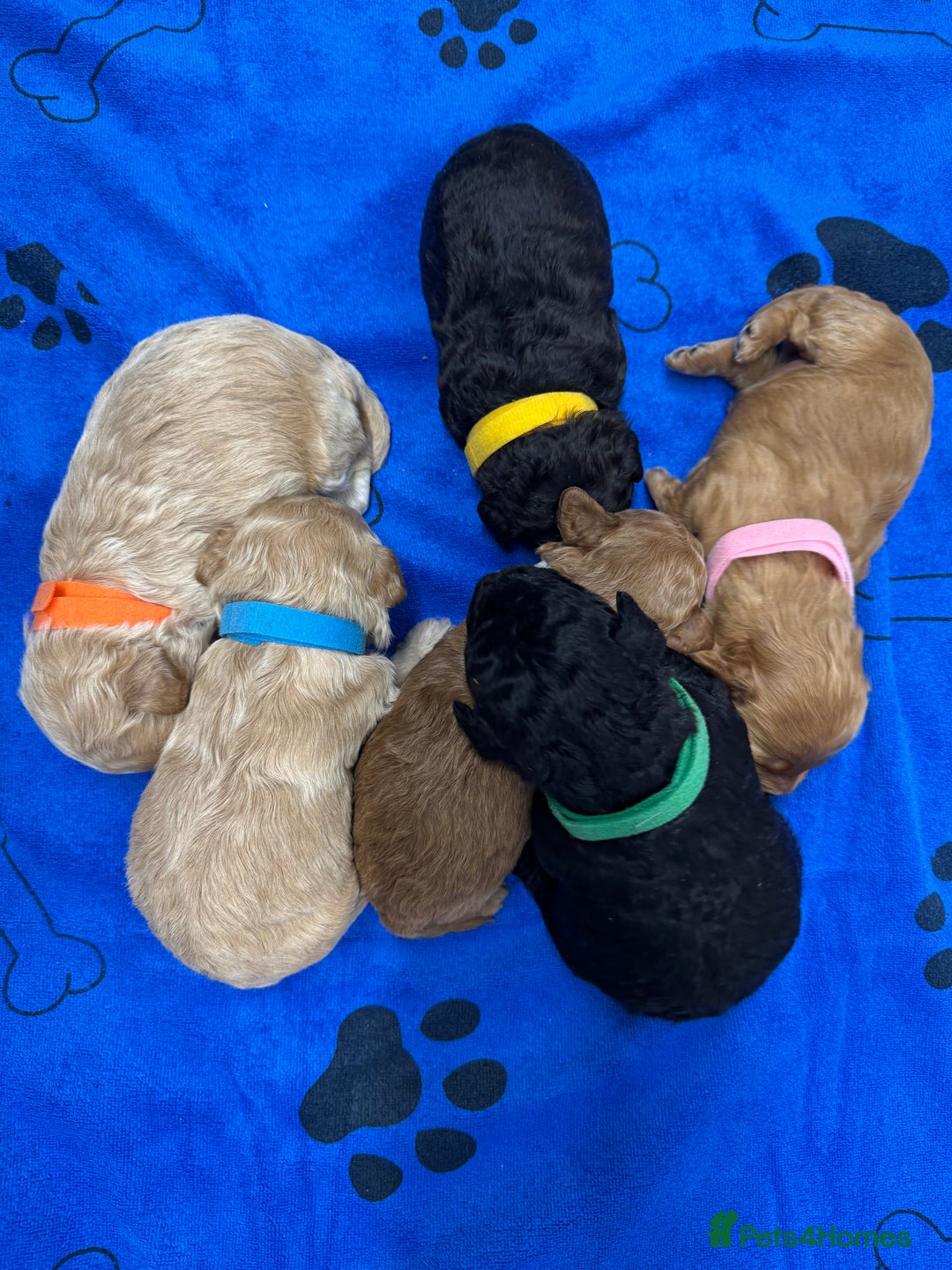 Cockapoo dogs for sale: Outstanding F1b Cockapoo Fully Health Tested  - Advert 1
