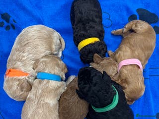 Cockapoo dogs Outstanding F1b Cockapoo Fully Health Tested - Advert 4