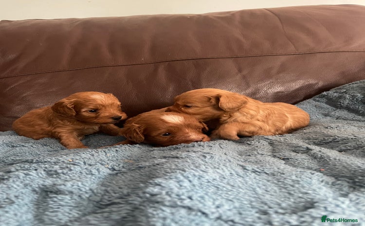 Cavapoo dogs - Advert 1
