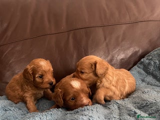 Cavapoo dogs - Advert 3
