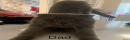 Scottish Fold cats for sale: Lilac Scottish fold kittens  - Advert 2