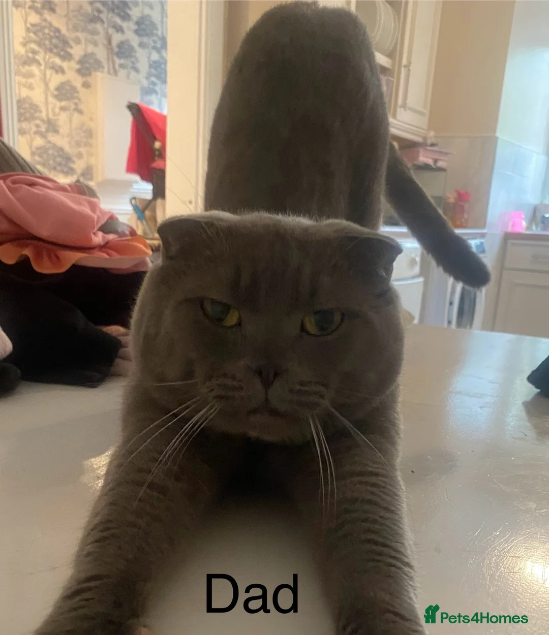Scottish Fold cats for sale: Lilac Scottish fold kittens  - Advert 2
