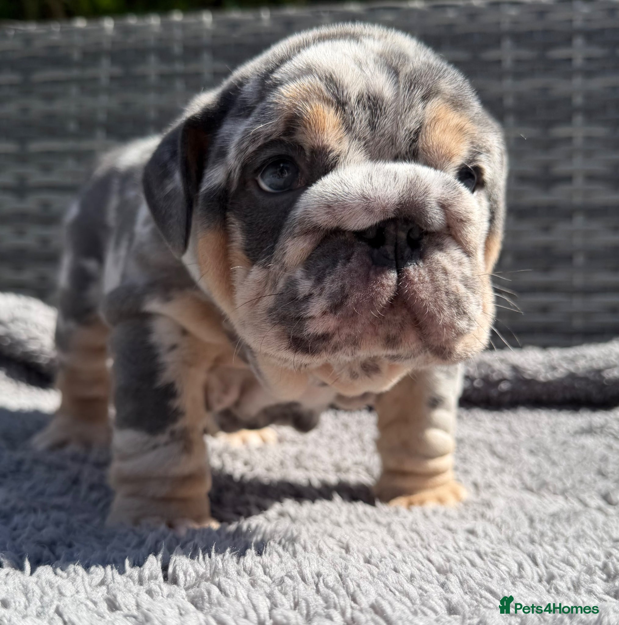 English Bulldog dogs ✨OUTSTANDING✨ British Bulldog Male Puppy - Advert 18