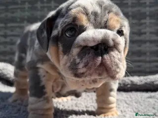 English Bulldog dogs ✨OUTSTANDING✨ British Bulldog Male Puppy - Advert 18