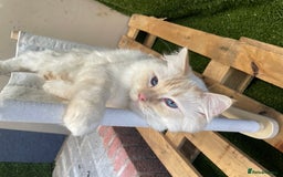 Ragdoll cats for stud: Flame point Ragdoll STUD GCCF & TICA in Pontypridd - Image 4