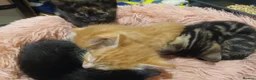Mixed Breed cats for sale: 6.5 week old adorable kittens in Llangefni - Advert 5
