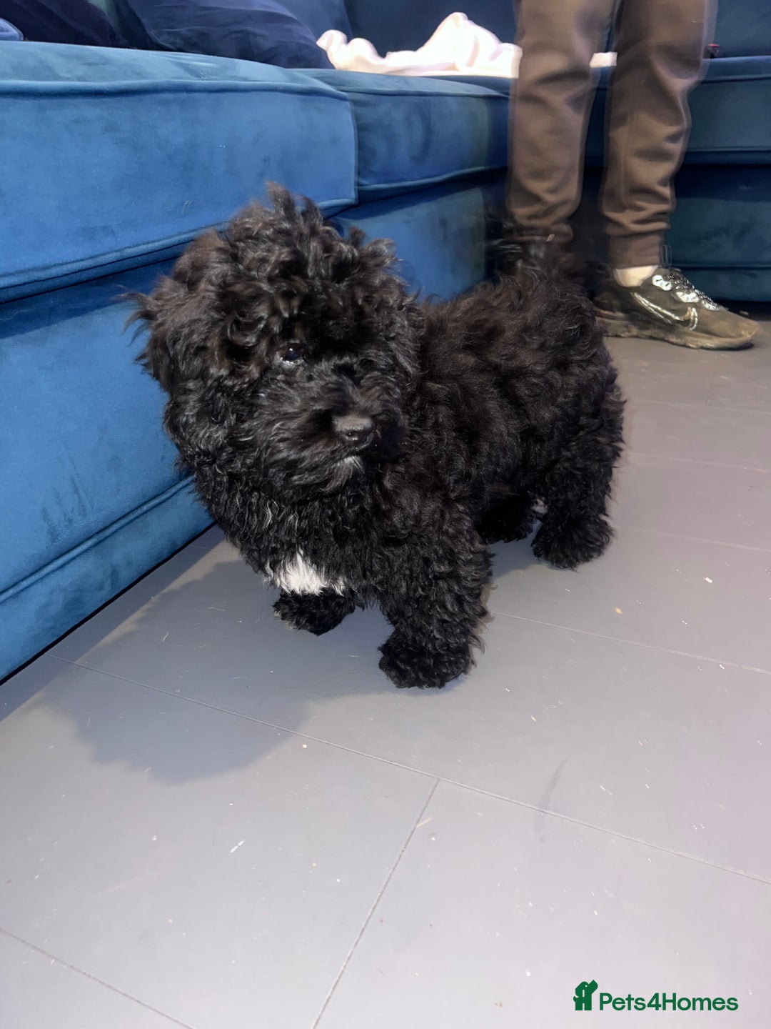 Shihpoo dogs for sale: Beautiful Shihpoo puppies  - Advert 2