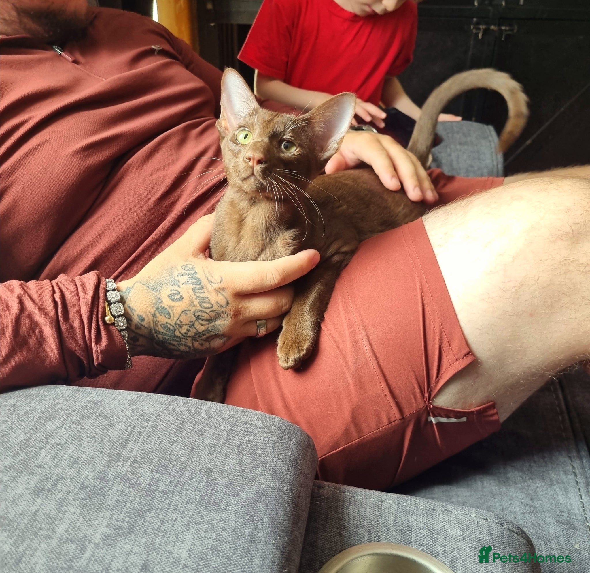 Oriental cats for sale: Chocolate Havana Brown  - Advert 4