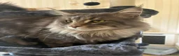 Maine Coon cats for sale: Stunning XL Maine Coon Kittens - Advert 3