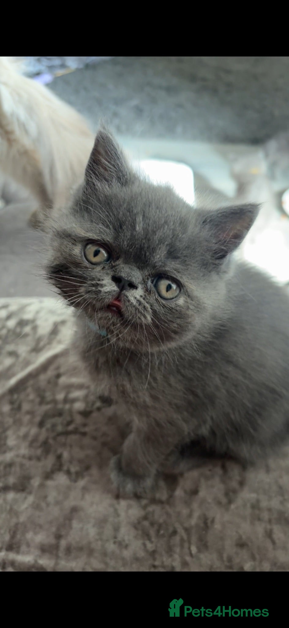Persian cats Gorgeous Persians kittens  - Advert 1