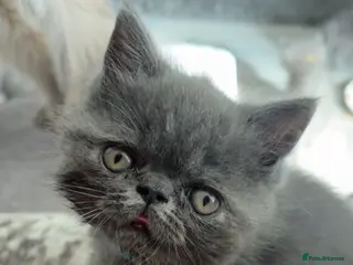 Persian cats One gorgeous boy left !! - Advert 1