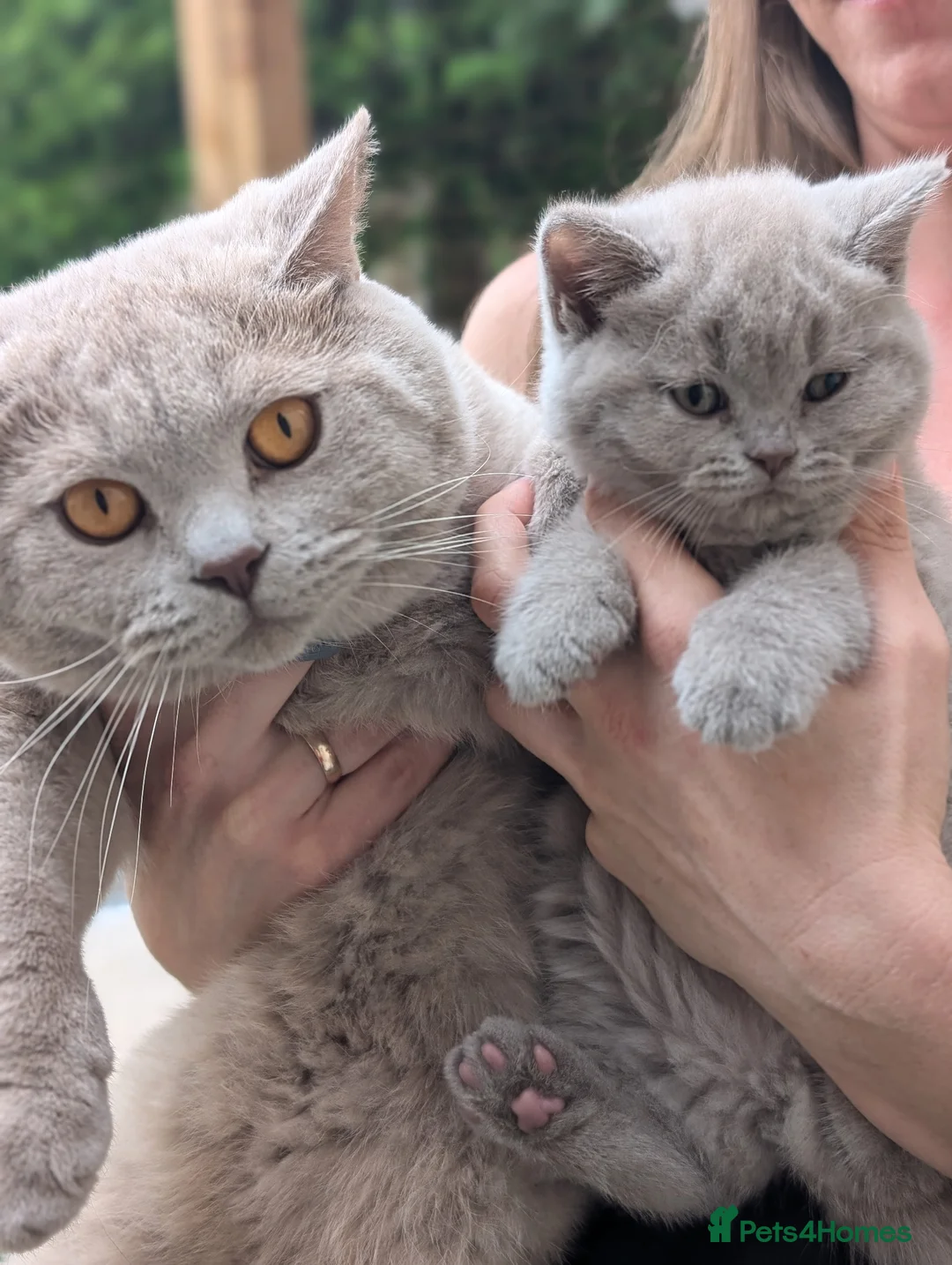 British Shorthair cats for stud: GCCF CHAMPION,TICA registered  in Barnsley - Advert 3