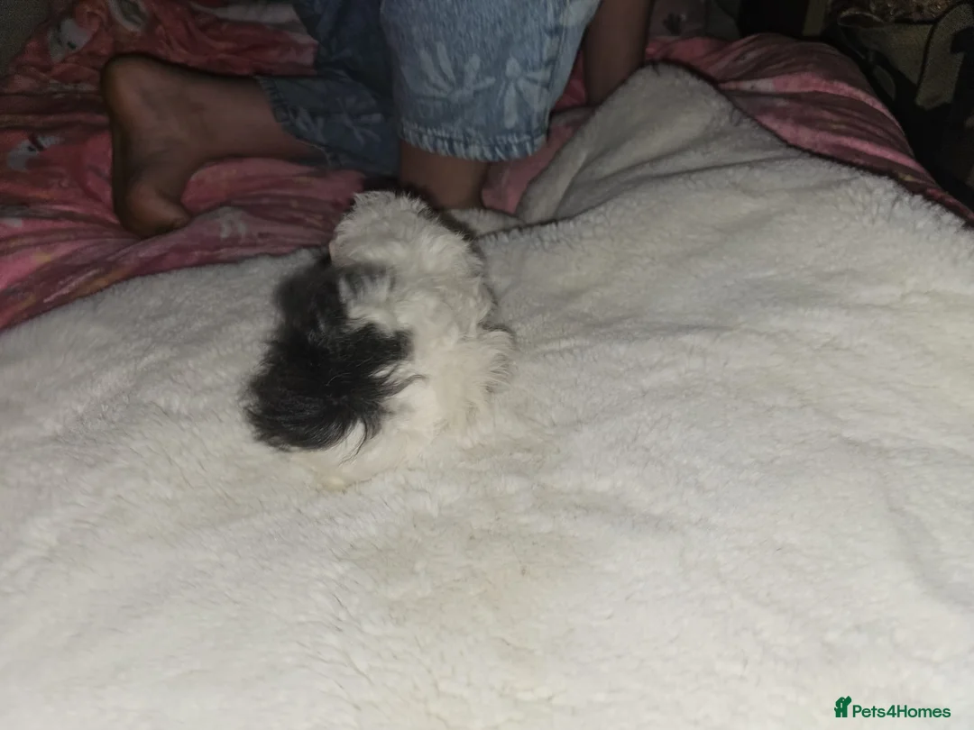 Guinea Pig rodents for sale: Adorable female guinea pig babies  in Nottingham - Advert 2