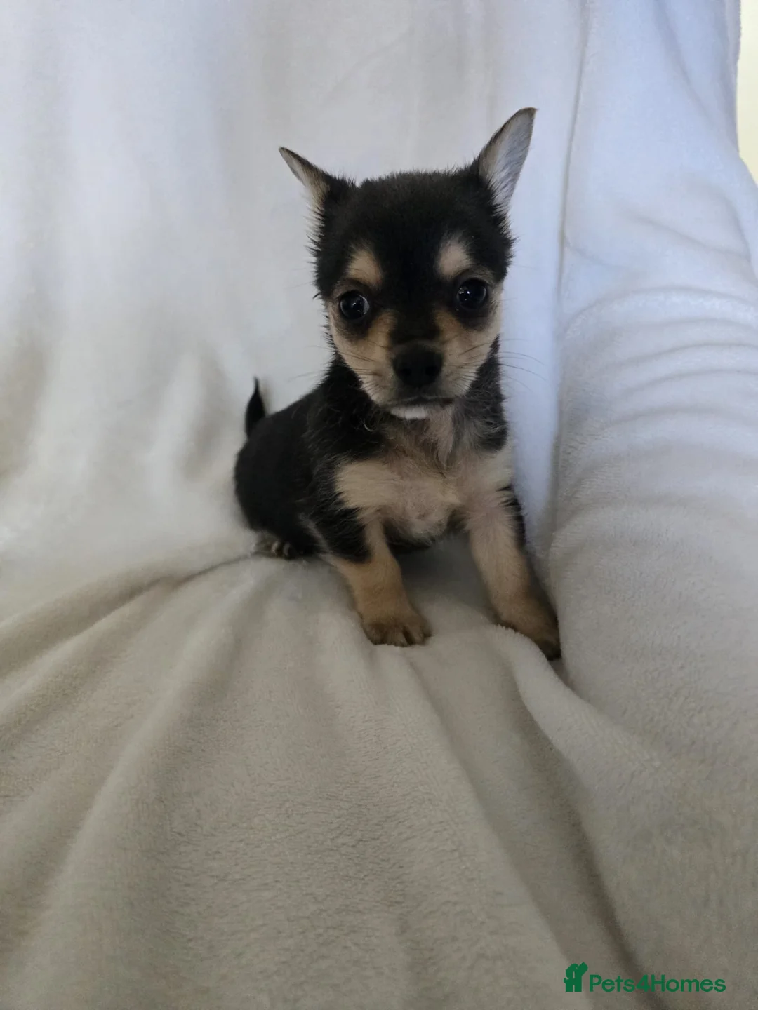 Chihuahua dogs for sale: Chihuahua puppies  - Advert 6