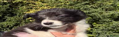 Border Collie 2