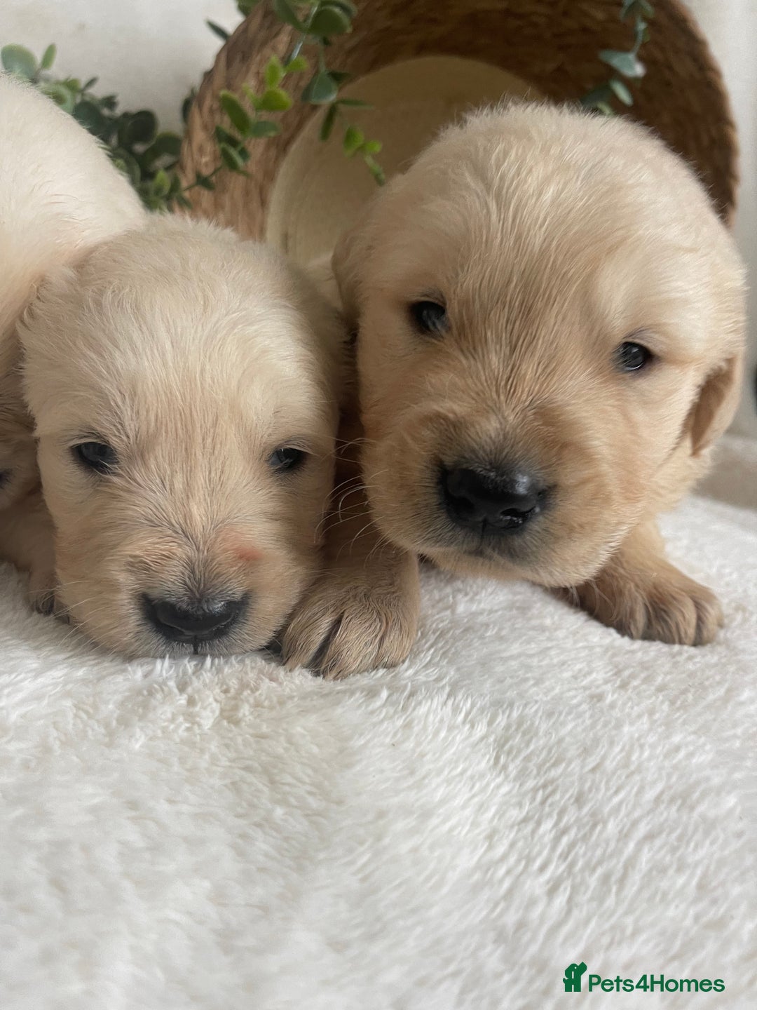 Golden Retriever dogs for sale: STUNNING KC DNA TESTED RETRIEVERS - Advert 6