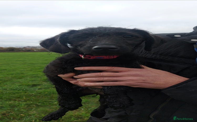 Double Doodle dogs 🐾 I am the last Double Doodle Pup 🐾  - Advert 4