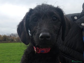 Double Doodle dogs 🐾 I am the last Double Doodle Pup 🐾 - Advert 15