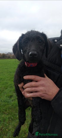 Double Doodle dogs 🐾 I am the last Double Doodle Pup 🐾 - Advert 4