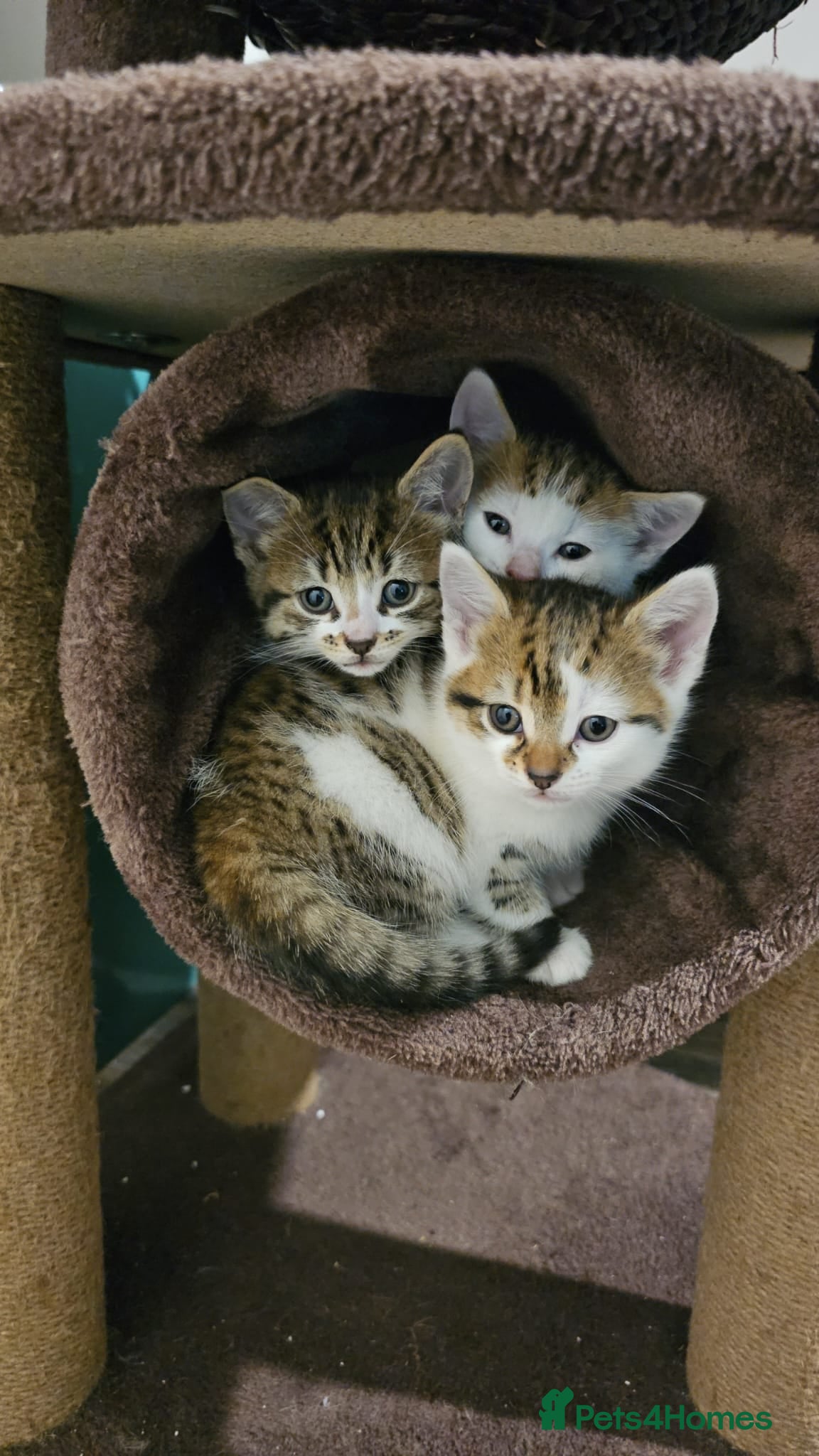 Mixed Breed cats Kittens for sale  - Advert 4