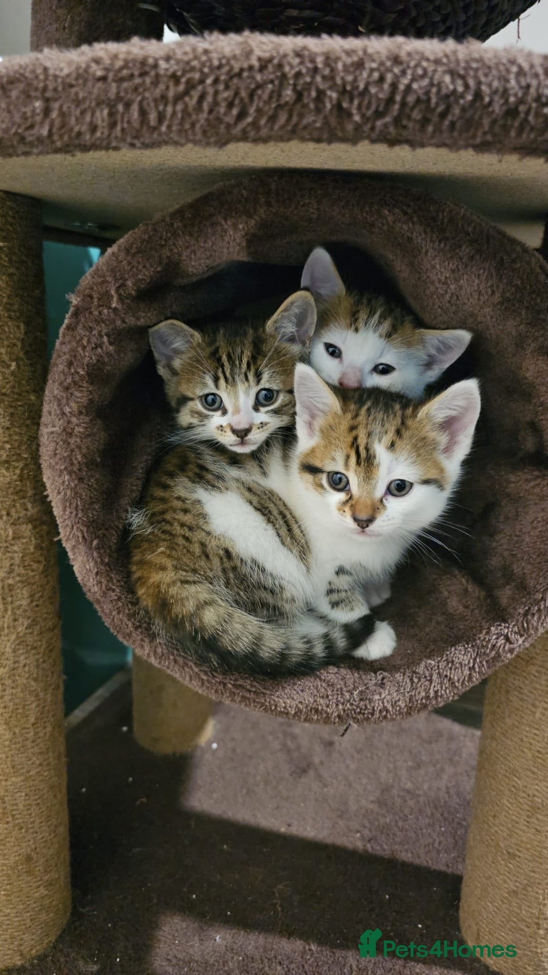 Mixed Breed cats for sale: Kittens for sale  - Advert 1