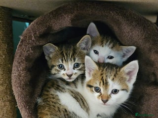 Mixed Breed cats Kittens for sale - Advert 6