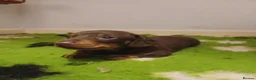 Dachshund dogs for sale: Uno the Dachshund - Advert 3