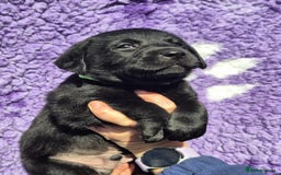 Labrador Retriever dogs for sale: KC Registered Labrador Retrievers 🖤💛 - Image 2
