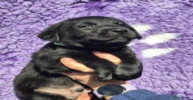 Labrador Retriever dogs - Advert 1