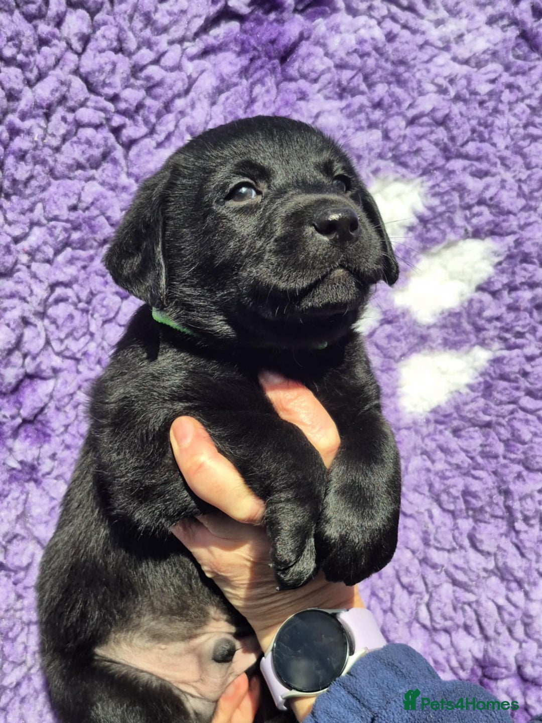 Labrador Retriever dogs for sale: KC Registered Labrador Retrievers 🖤💛 - Image 2