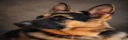 German Shepherd dogs for stud: Harvonock's King Koda @ stud - Advert 13