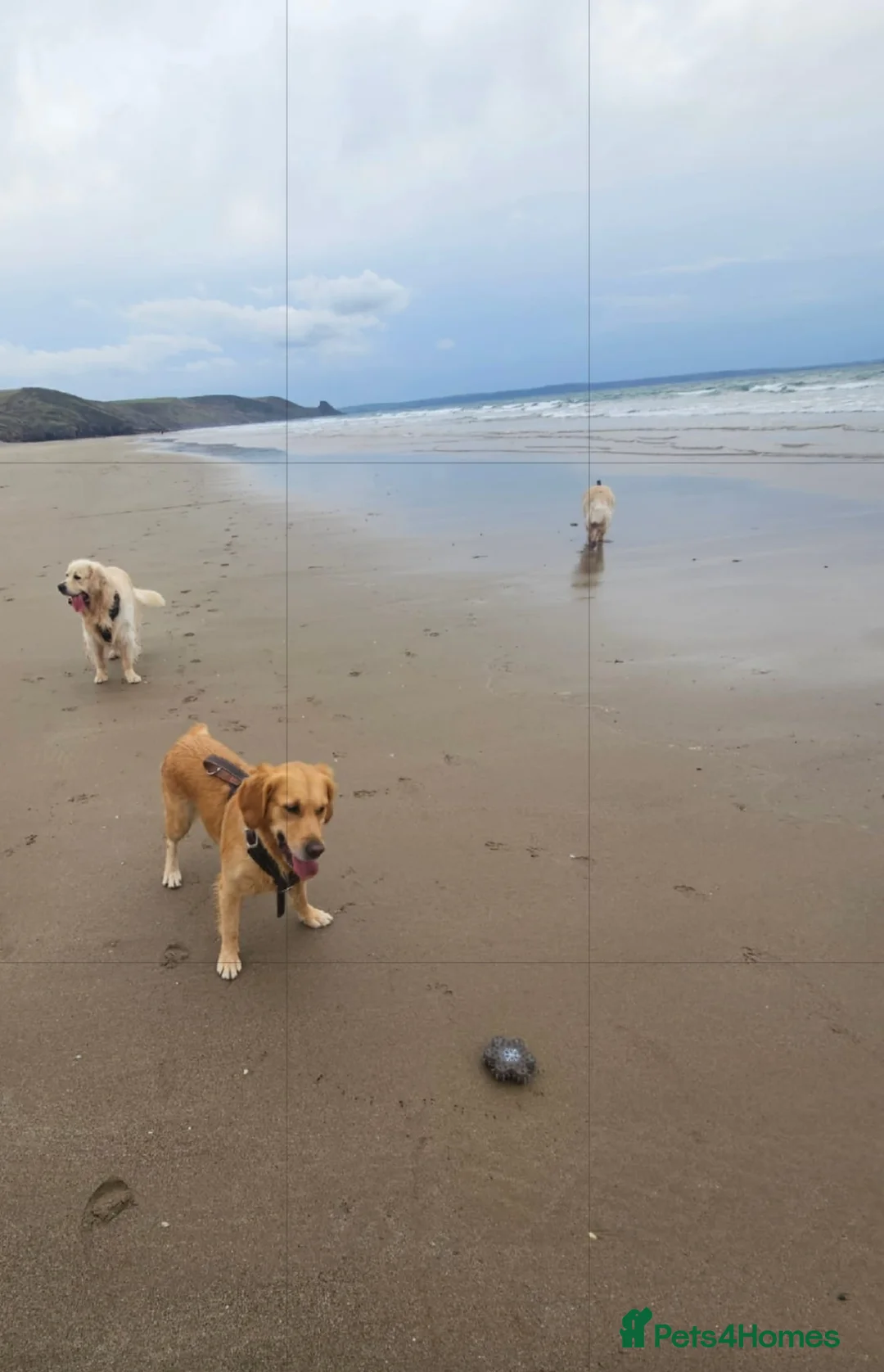 Golden Retriever dogs for sale: Lovely Golden retriever puppy ❤️ - Advert 3