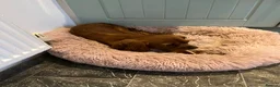 Cavalier King Charles Spaniel dogs for sale: King Charles Cavalier spaniel in Whitstable - Advert 7