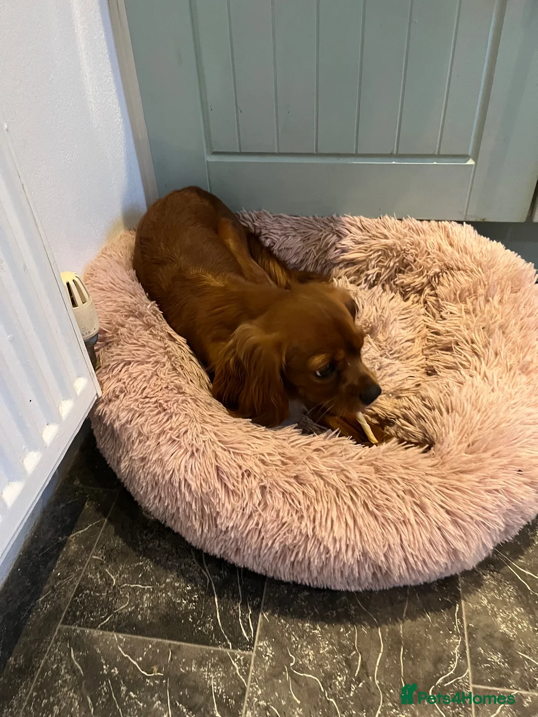 Cavalier King Charles Spaniel dogs for sale: King Charles Cavalier spaniel in Whitstable - Advert 7