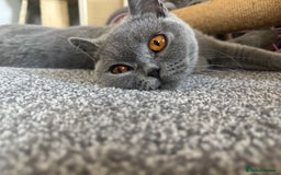 British Shorthair cats for sale: 🩵 1 blue/cream tortie BSH left to reserve 🩵 - Image 28