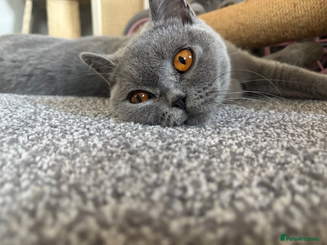 British Shorthair cats for sale: 🩵 1 blue/cream tortie BSH left to reserve 🩵 - Image 28