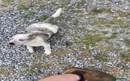 Border Collie dogs for sale: Blue Merle collies  - Image 5