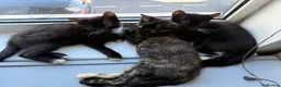 Mixed Breed cats for sale: 6 lovely kittens looking home - 🩷3 girls 🩵3 boys in Sutton-in-Ashfield - Advert 6