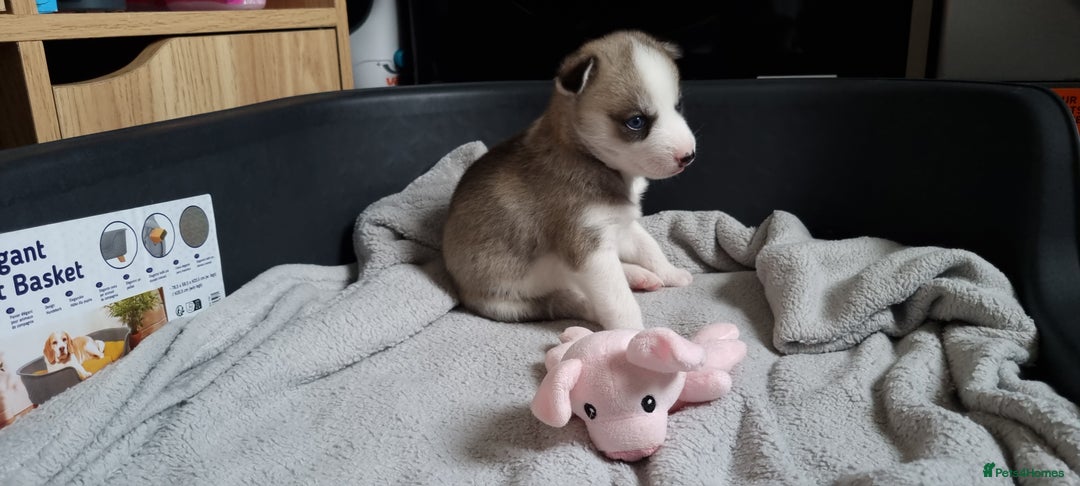 Siberian Husky dogs for sale: Husky puppies - Image 19